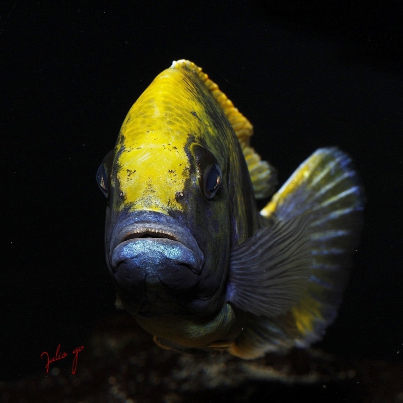 Nimbochromis venustus